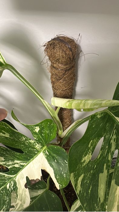 Монстера Альба и Тайское созвездие