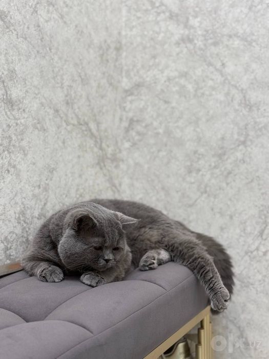 Вязка шотландского скоттиш страйта