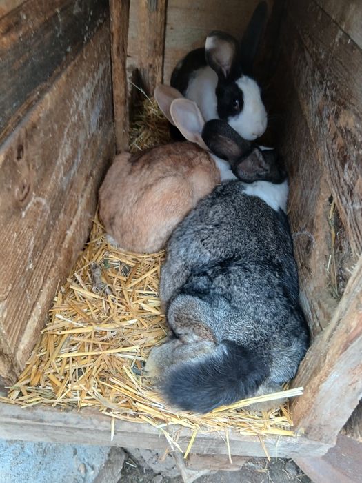 De vânzare hycole francez