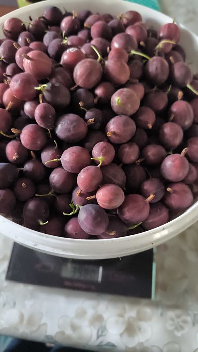 Продам крыжовник