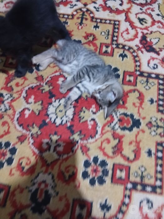 Бесплатно котята
