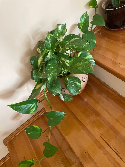 Сцинда́псус — род растений семейства Ароидные, лиана.