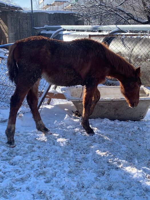 Жеребята полгодовалый