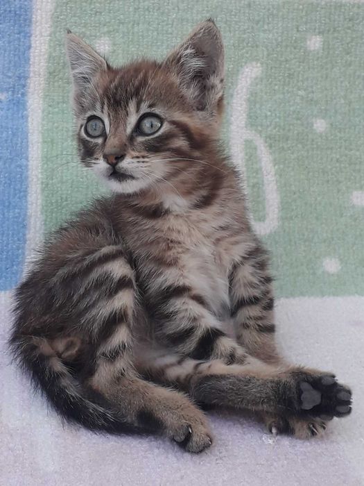 Подарявам гальовни мъжки котета на 2 месеца