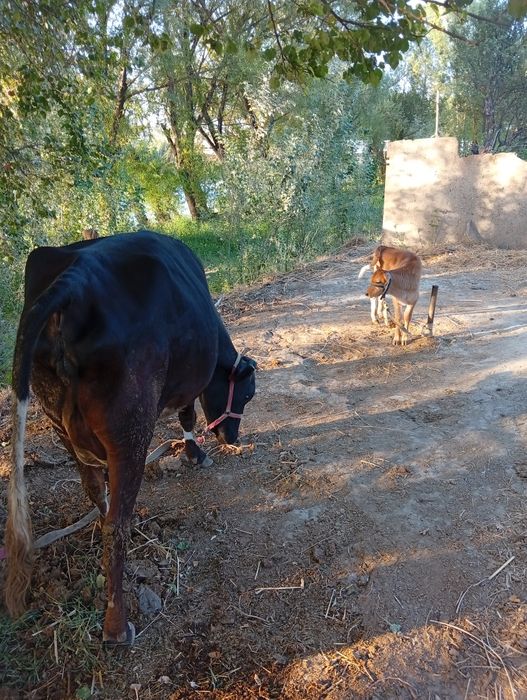 Ona bola parodali sigir