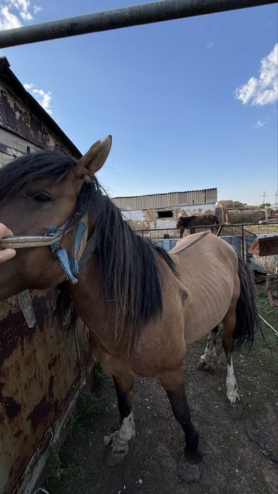 Айғыр 9 жасар сатам/айырбастайм