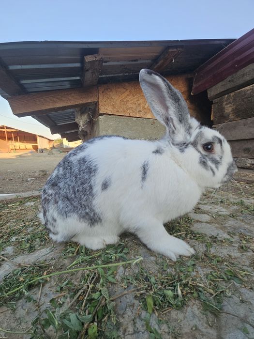 Iepure mascul metis 4,2 kg – 1 an, sănătos – 99 lei