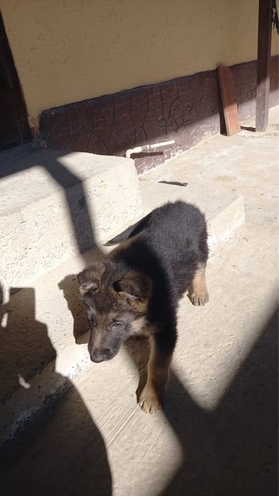 Немецкая овчарка