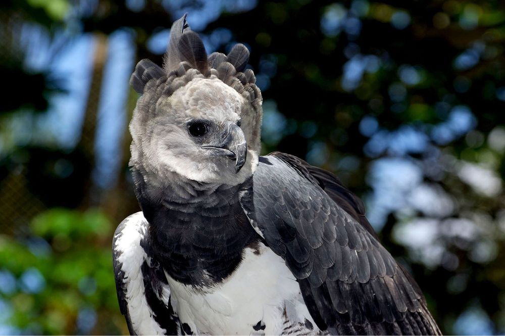 Pasare de vanzare,harpy eagle