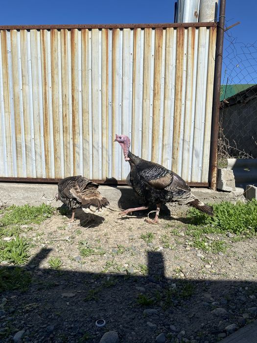 Продам жирные индюки