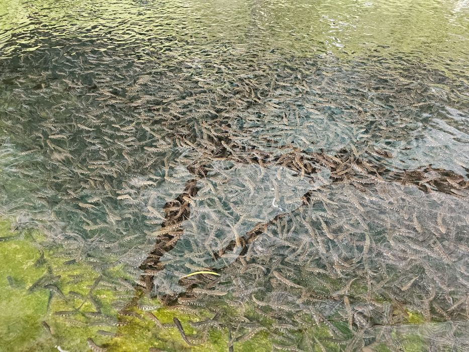 Puiet păstrav 10-50gr,Fantanel și Curcubeu