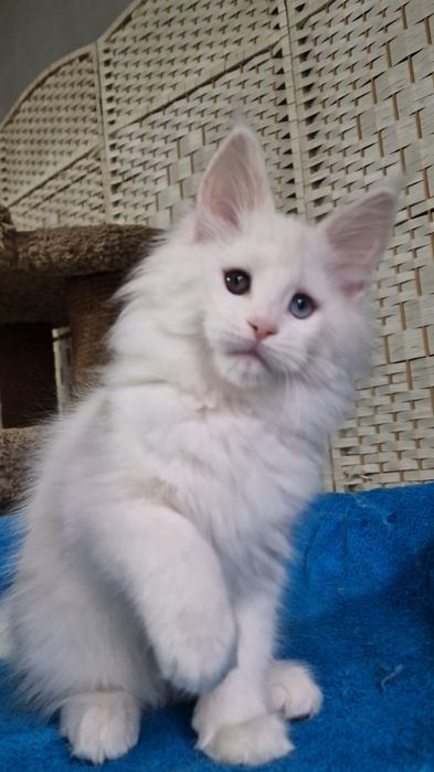 Мейн-куны котята.