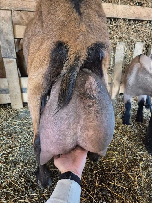 Capre Alpina Franceză – vând tot efectivul