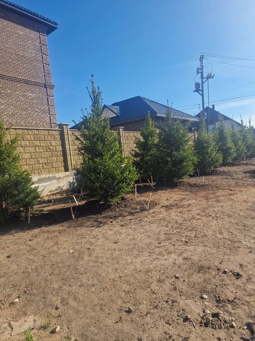 Ель саженцы голубые