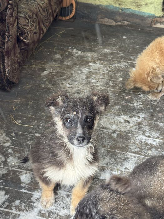 Отдам щенят хорошие