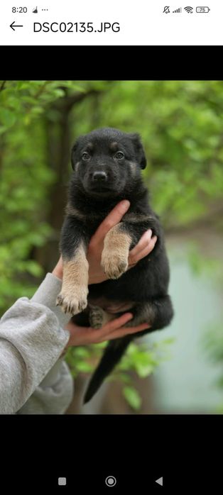 Щенки с документами