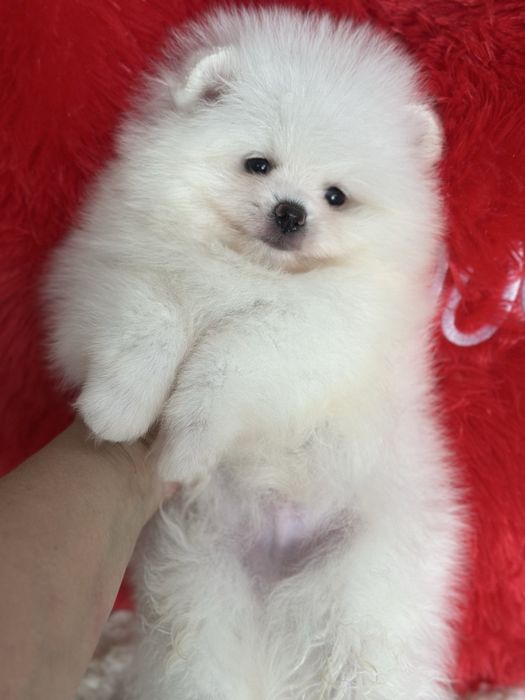 Белые шпицы мишки