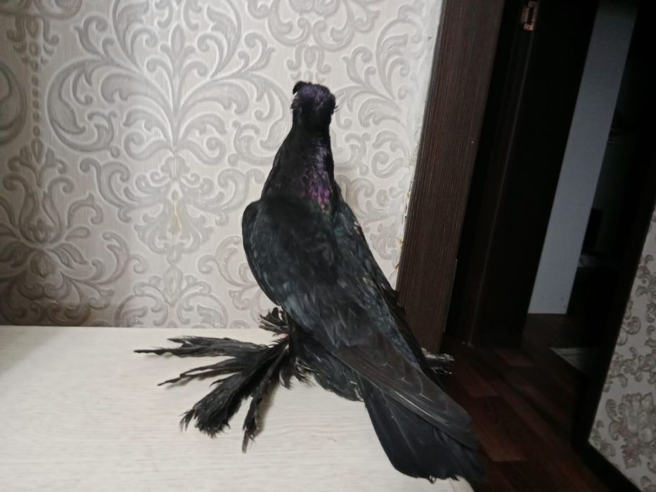 Продам   голубя