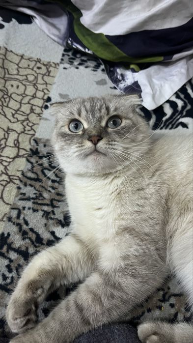 кошка скотиш фолд