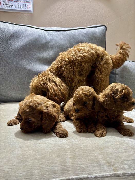 Пухкави Той Пуделчета