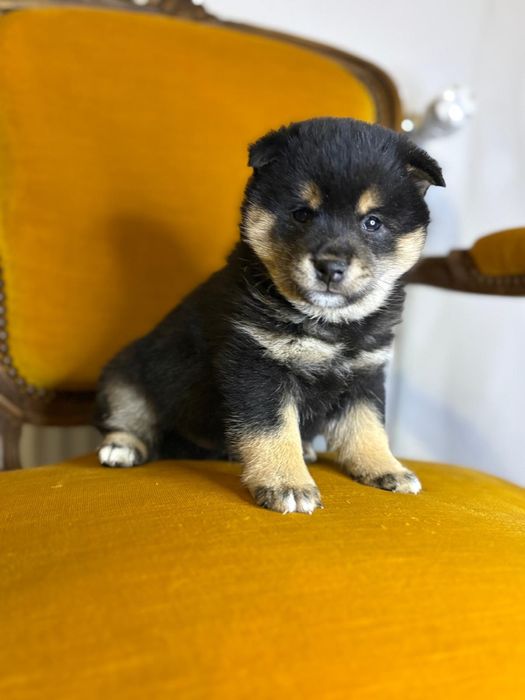 Vand baietel shiba inu