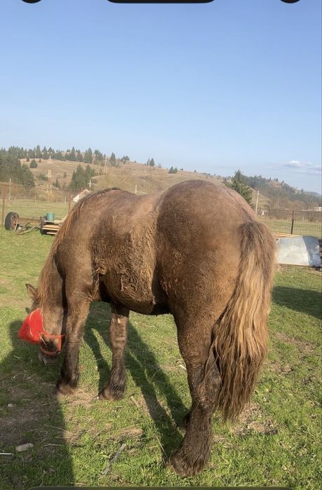 Vand manz de un an si 7 luni