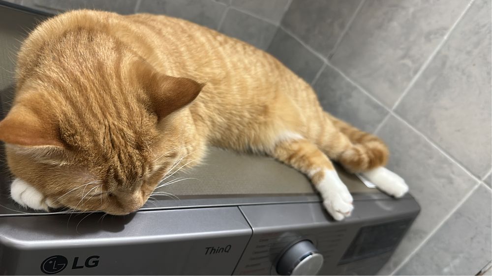 Котик в добрые руки