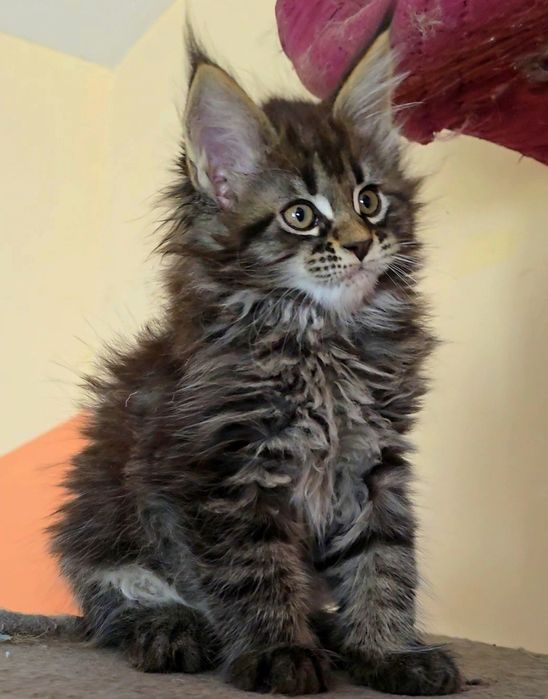 Уникални котенца мейн  куун