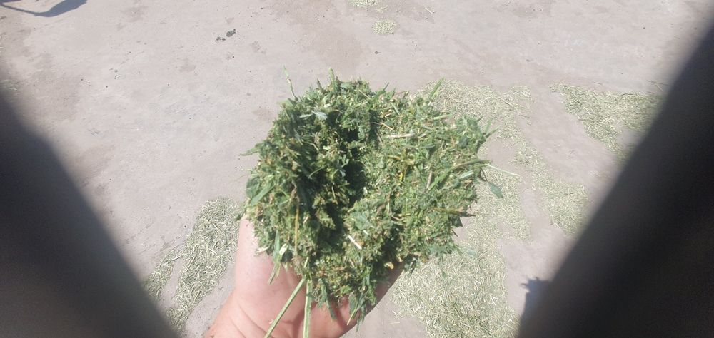 Mix furajer/siloz  fermentat lucerna+triticale+rapițta — Spring-Matrix
