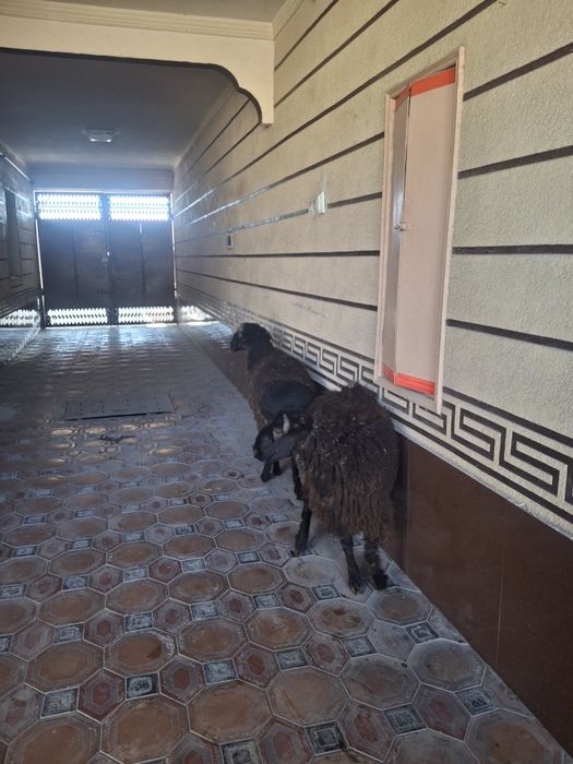 Қошқарлар сатылымда