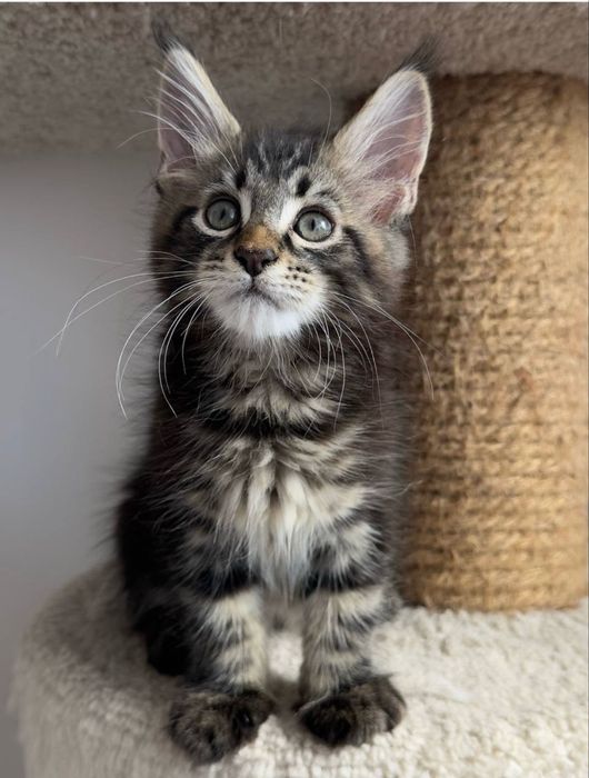 Котики!! Мейн-Кун!! Продажа!!