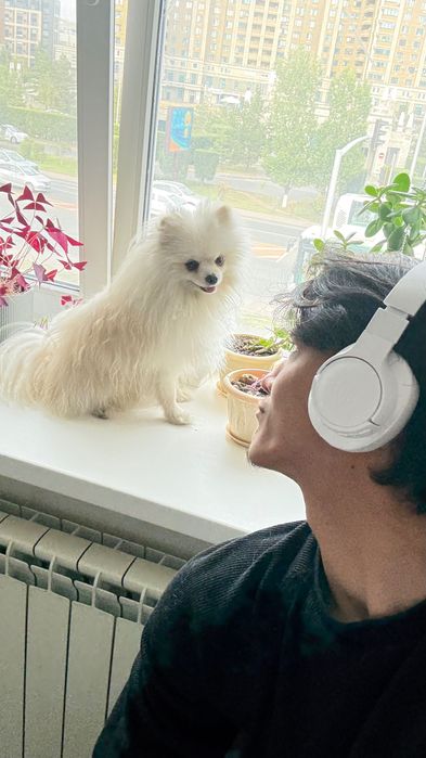 Кобель Померанский шпиц на вязку