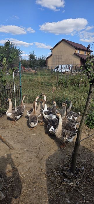 Vând gâște ouătoare
