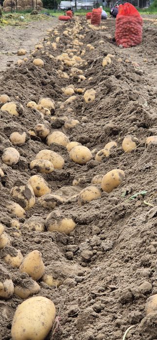 Картофель  каломба   семена