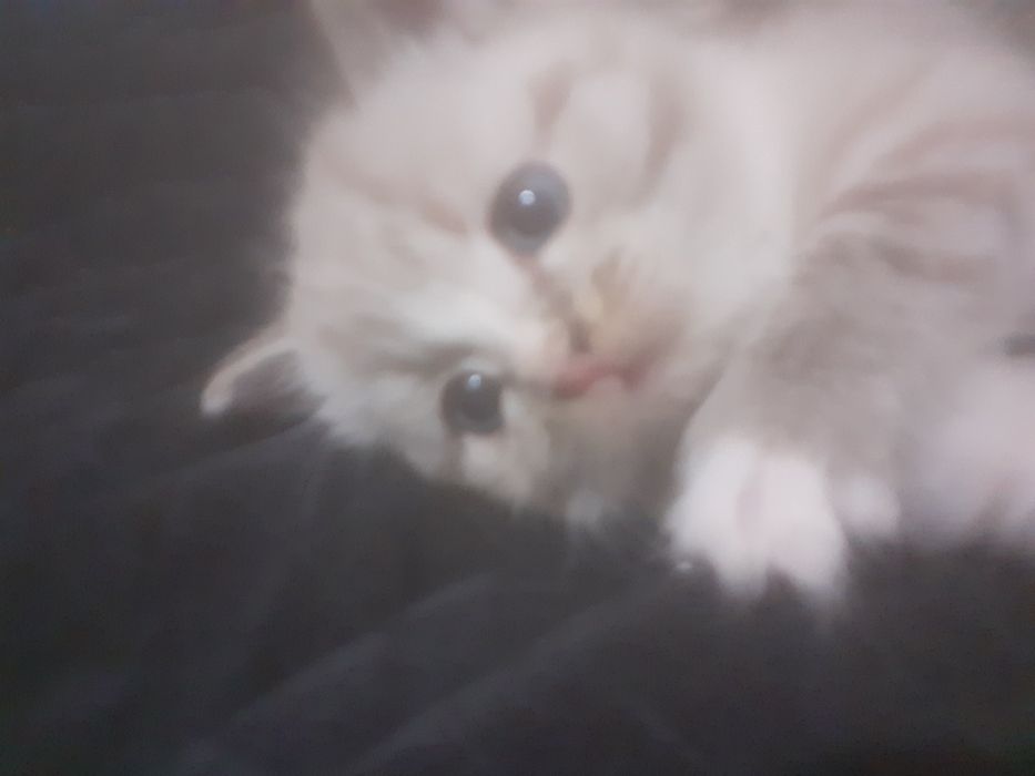 Продам шотландских котят.