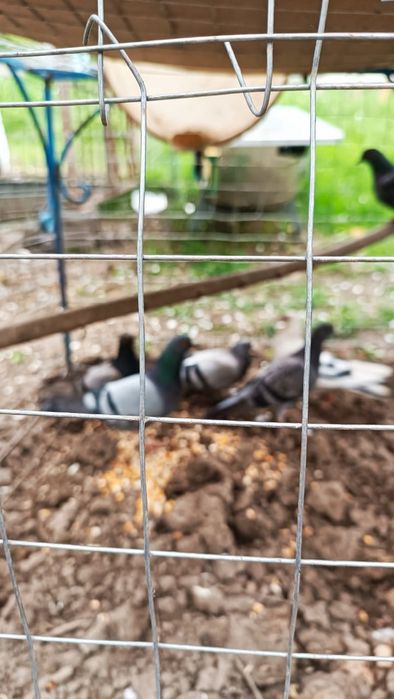 Продам диких голубей..