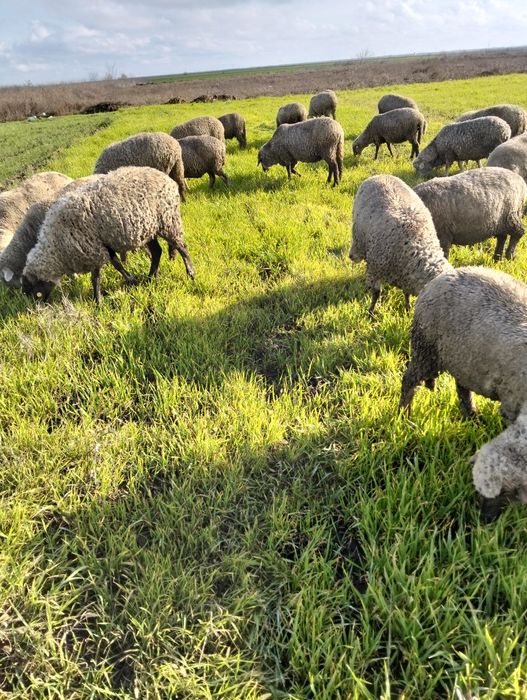 Oii tinere și gestionarea