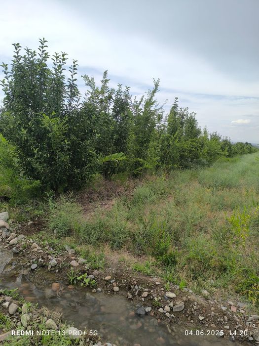 Сад яблоки слива