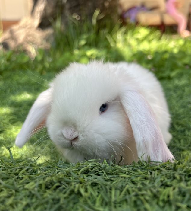 Карлыковый кролики | карлик куенлар