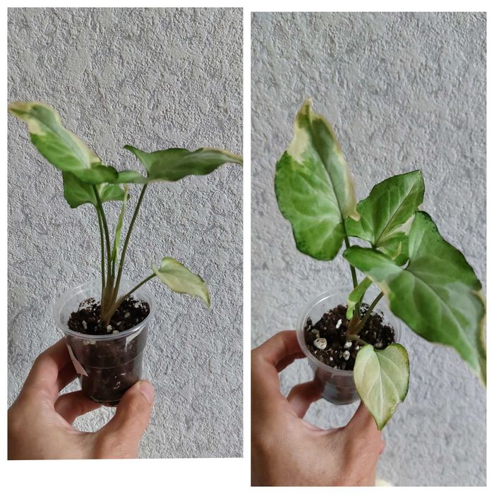 Продам комнатные растения.