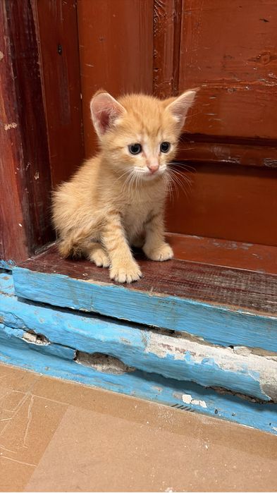 Отдам котят в любящие руки