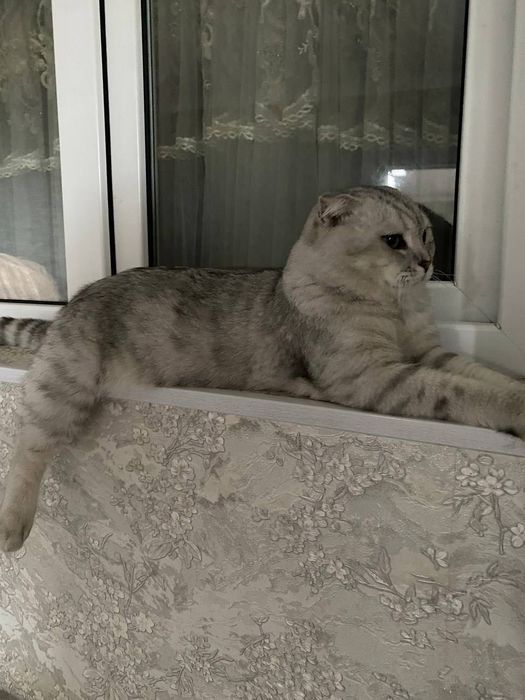 Scottish Fold mushuk sotiladi
