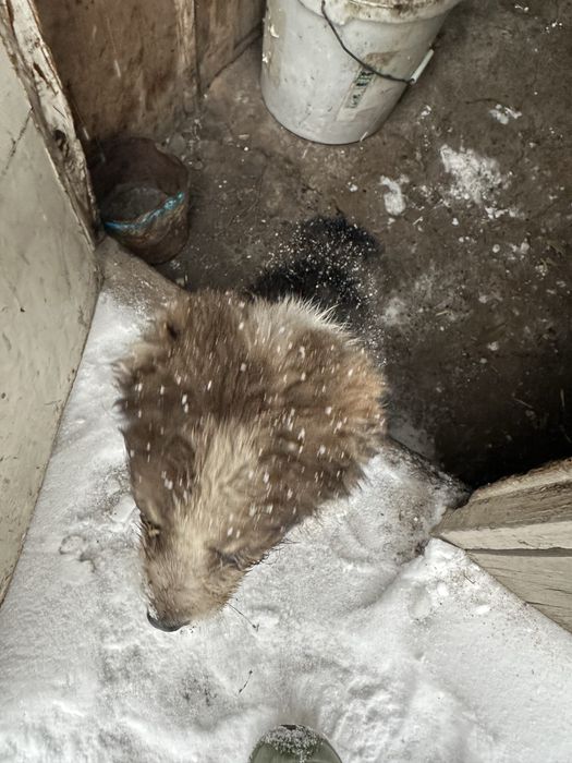 Продам щенка алабай