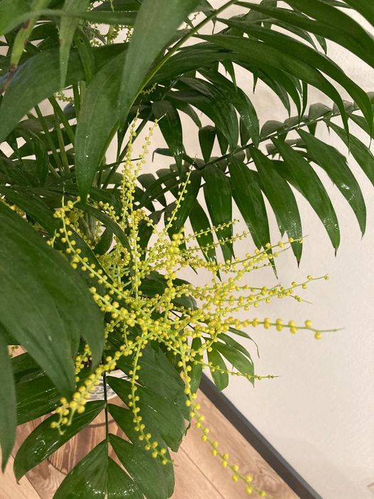 Продам пальму Хамедорею