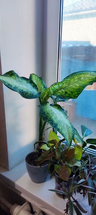 Продам комнатные цветы