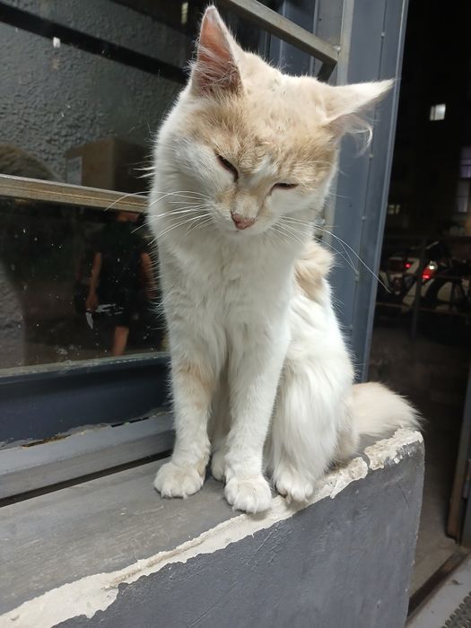 Кошка в добрые руки