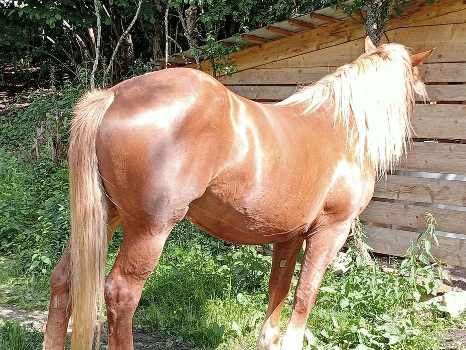 Vând iapă de 3/4 ani cu Acte în regulă sau schimb cu Cereale