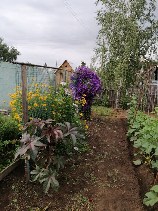 Продам дачу, ПКС "Ромашка" с урожаем
