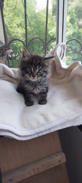 Отдам котят в добрые руки