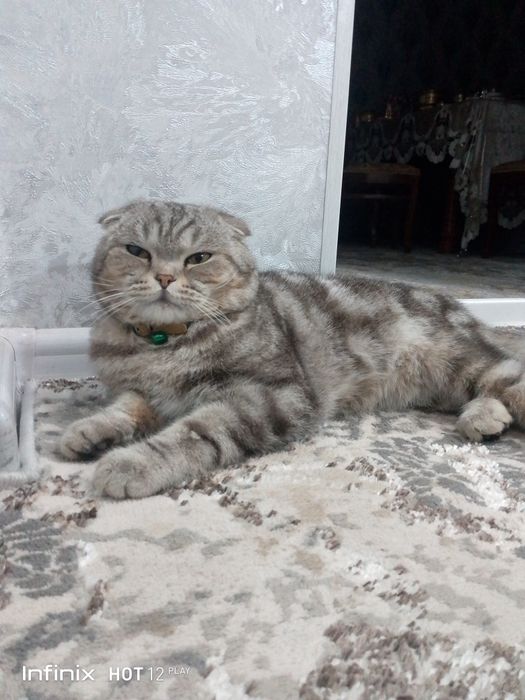 Mushuk scotish folt